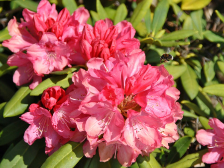 рододендрон СНизи