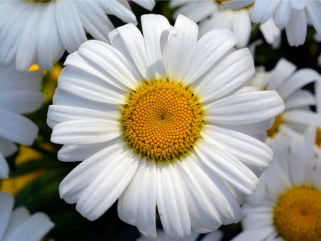 НоменклатураПрисоединенныеФайлы