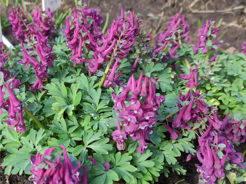 хохлатка перпл берд