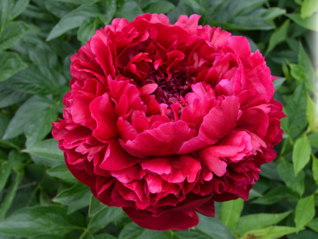 НоменклатураПрисоединенныеФайлы