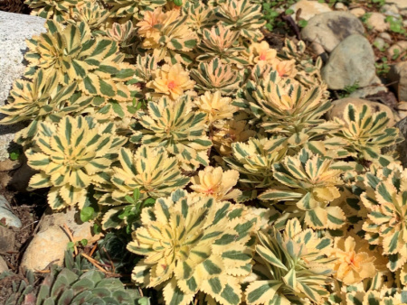 очиток миддендорфа