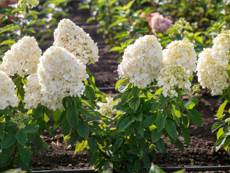 гортензия саммер сноу