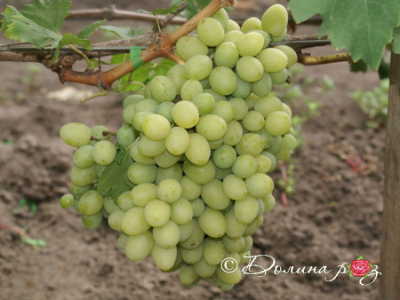 НоменклатураПрисоединенныеФайлы НоменклатураПрисоединенныеФайлы