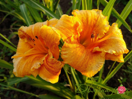 спейскот фрики тики