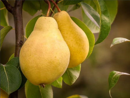 груша сорт Сеянец Киффера