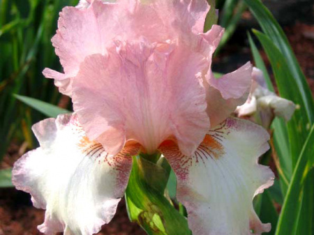 НоменклатураПрисоединенныеФайлы