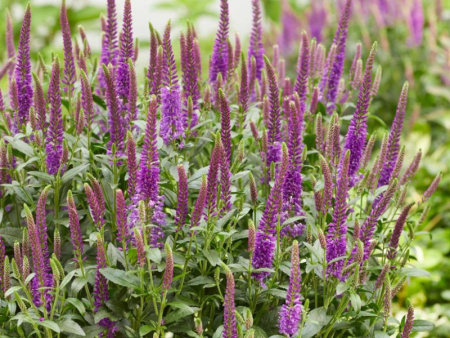 вероника парпл кендл