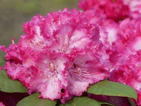 рододендрон энн линдси