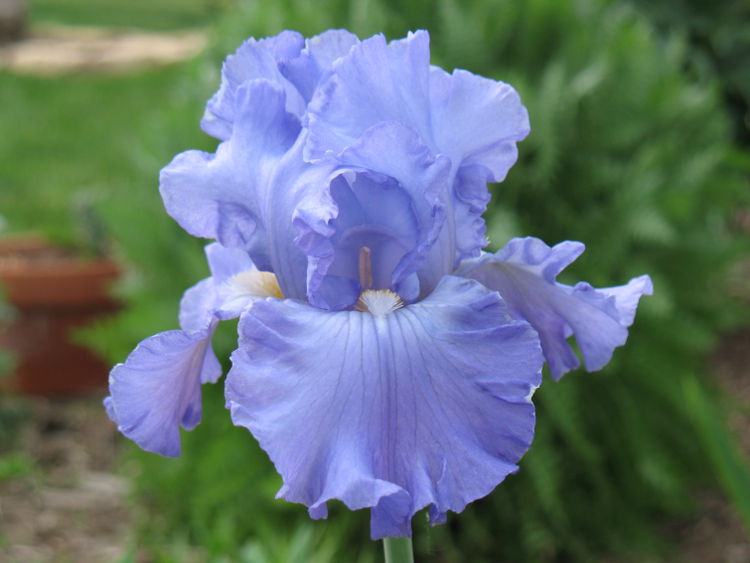 ирис blue lister (блю листер)