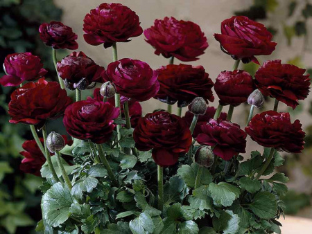 Томер Пурпл2