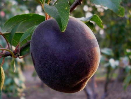 Чёрный Принц (чёрный абрикос)