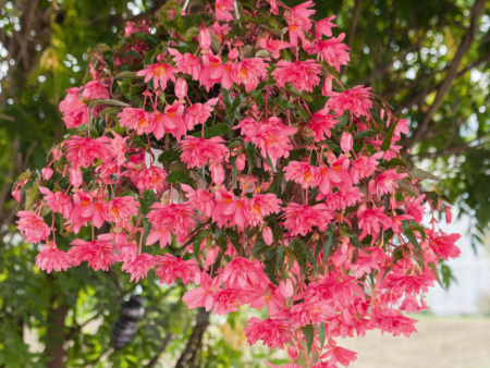 бегония ампельная розовая