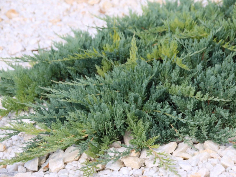 Можжевельник горизонтальный Блю Чип фото и описание. Саженцы в каталоге интернет магазина Долина роз. Можжевельник горизонтальный Блю Чип фото