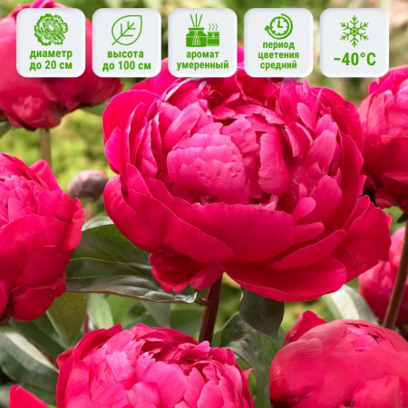 Ред Сара Бернар (1)