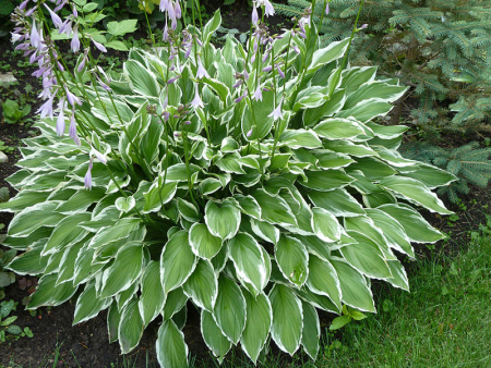 хоста Албомаргината хоста Албомаргината