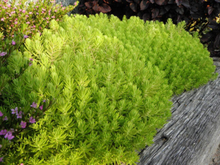 очиток Лемон Болл