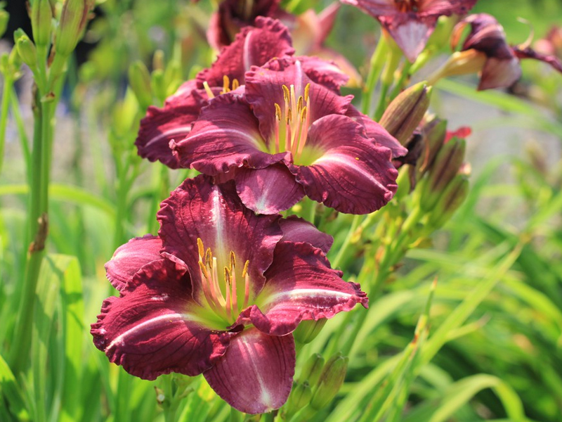 Лилейник Woodside Amethyst (Вудсайд Аметист) лилейник woodside amethyst (вудсайд аметист)