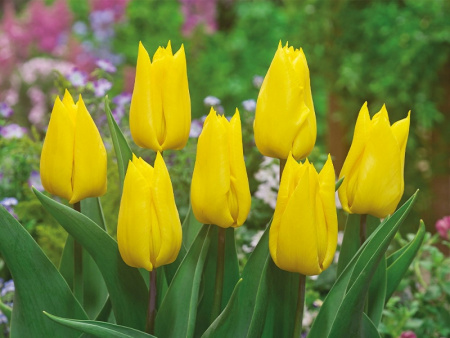 тюльпан йокогама