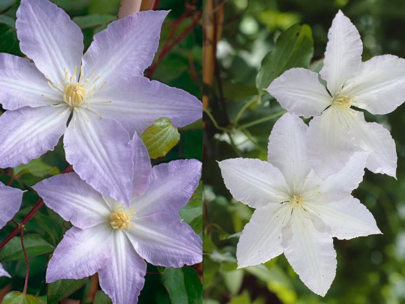Клематис Глэдис Пикард фото