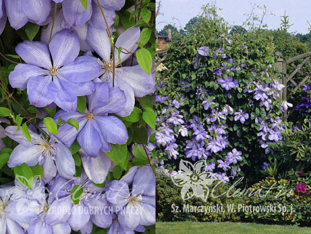 Клематис Мисс Чолмондели