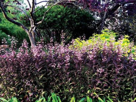 Пенстемон Дарк Тауэрс1