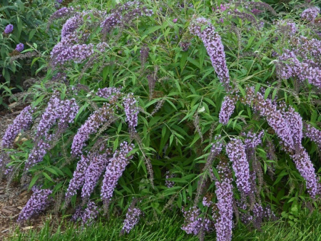 Буддлея Давида Вистерия Лэйн