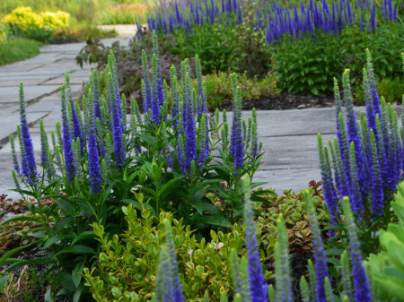 Вероника гибридная Ульстер Дварф Блю2