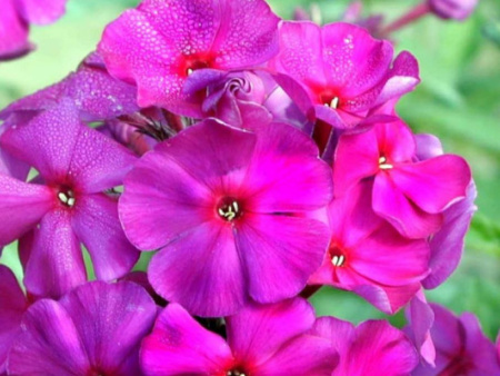 флокс зе кинг флокс зе кинг