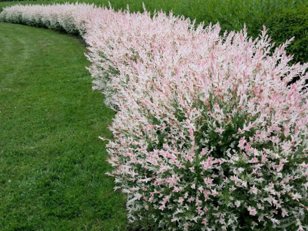 ива Хакуро Нишики