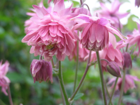 аквилегия Роуз Барлоу