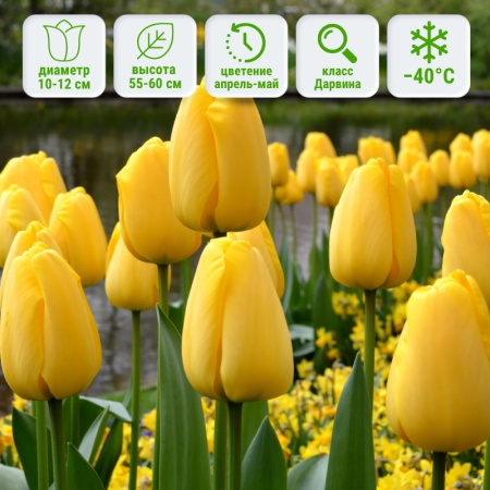 Тюльпан Голден Оксфорд