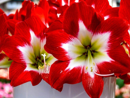 гиппеаструм Трис Чик