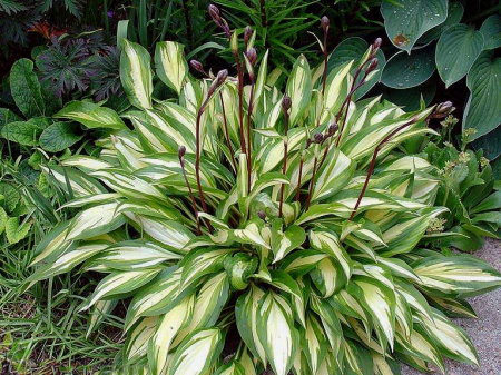 НоменклатураПрисоединенныеФайлы