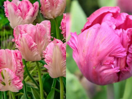 НоменклатураПрисоединенныеФайлы