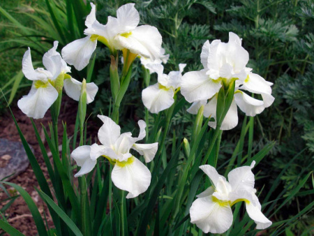 НоменклатураПрисоединенныеФайлы