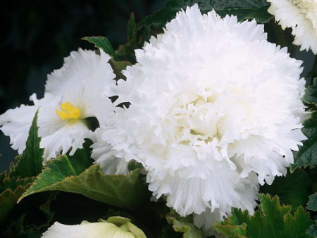 НоменклатураПрисоединенныеФайлы