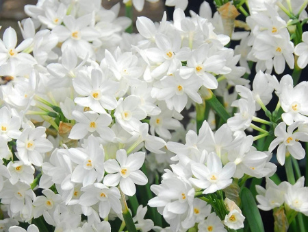 нарцисс Зива