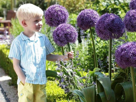 Аллиум Гладиатор3