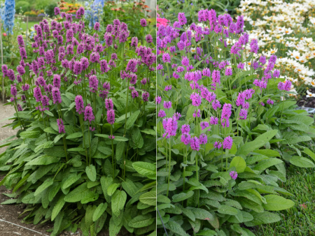 Стахис Монье Хуммело3