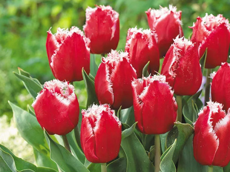 тюльпан нью санта