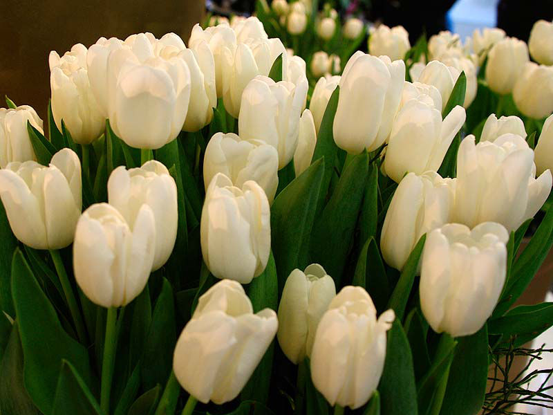 Тюльпан Cheers (Чирс)  тюльпан cheers (чирс)