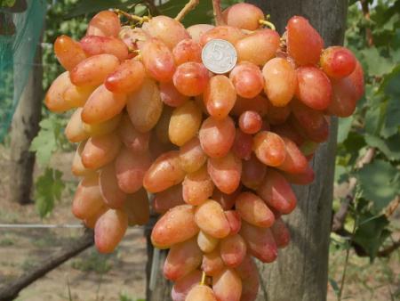 Виноград Диксон Виноград Диксон
