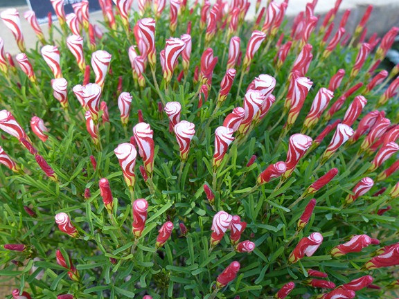 Оксалис Versicolor (Версиколор) оксалис versicolor (версиколор)