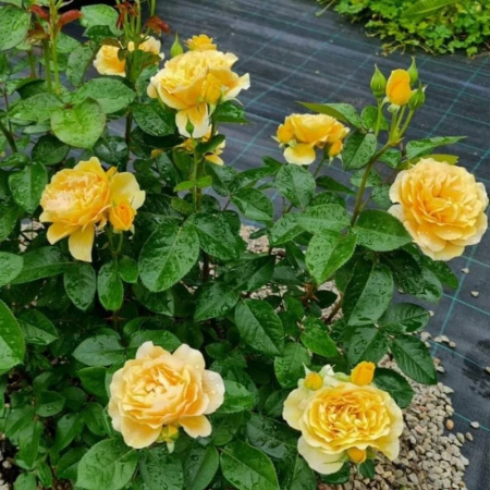 1 1