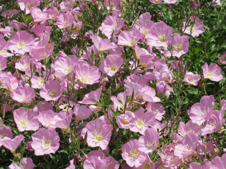 энотера розовая01