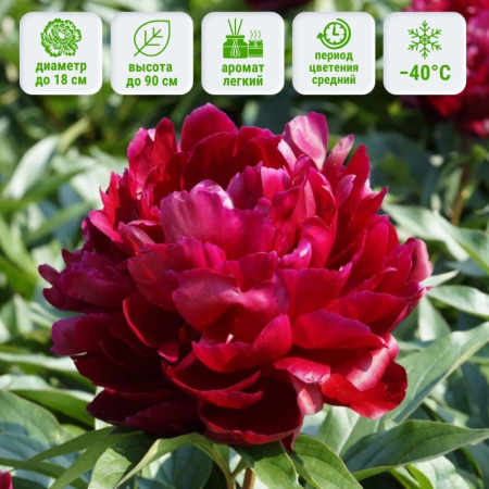 Питер Бренд