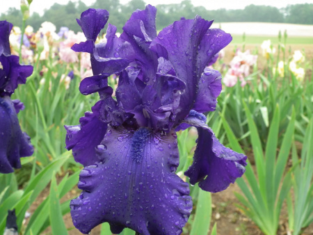 ирис матината