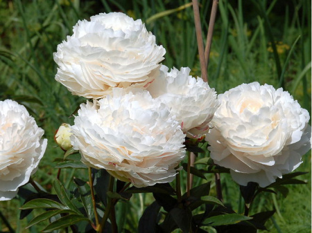 НоменклатураПрисоединенныеФайлы