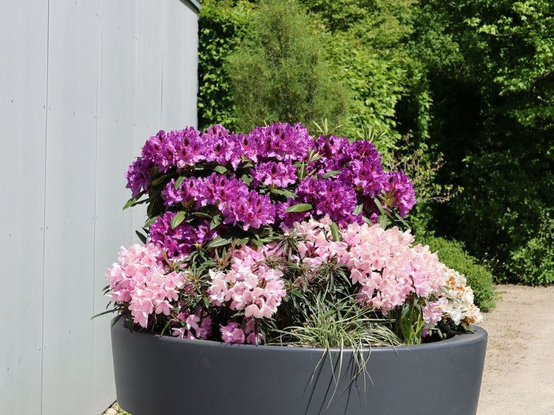 Рододендрон Распутин фото