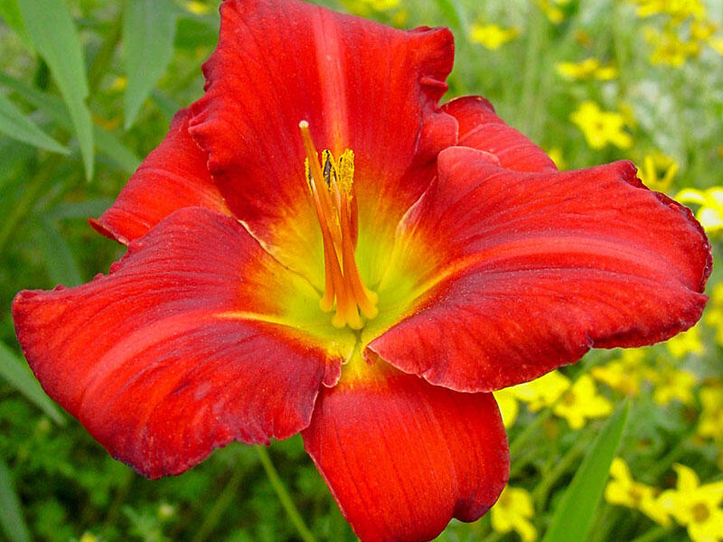 Лилейник Амадеус лилейник амадеус